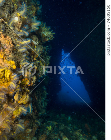 Inside an underwater cave covered with soft corals and shells (Mergui Archipelago, Myanmar) Inside an underwater cave covered with soft corals and shells (Mergui Archipelago, Myanmar) 74005150