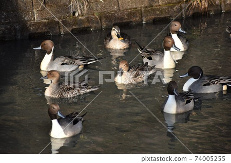 小組鴨子 74005255