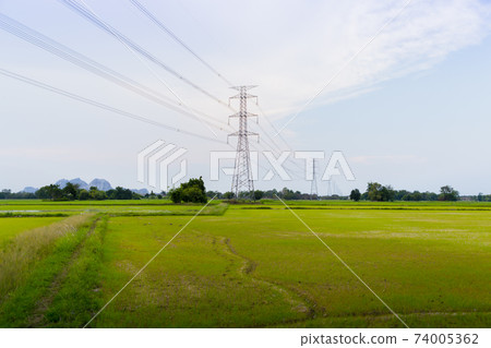 green and gold rice fields with high voltage tower background green and gold rice fields with high voltage tower background 74005362