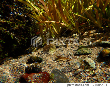 Aquatic plants and southern shrimp Aquatic plants and southern shrimp 74005401