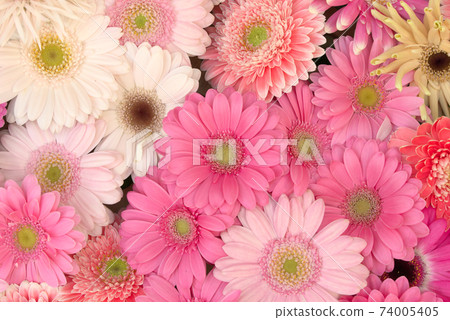 多彩的非洲菊 74005405