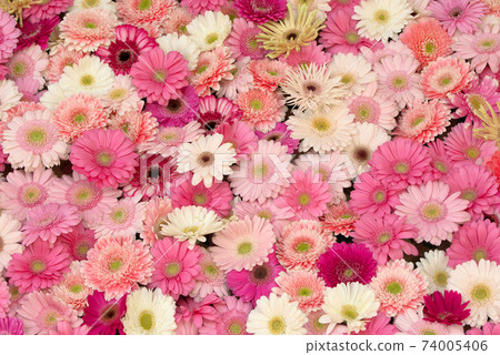 多彩的非洲菊 74005406