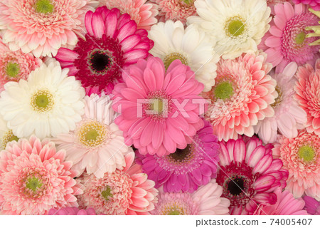 多彩的非洲菊 74005407