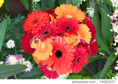 橙色和紅色非洲菊 74005427