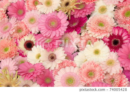 Colorful gerbera Colorful gerbera 74005428