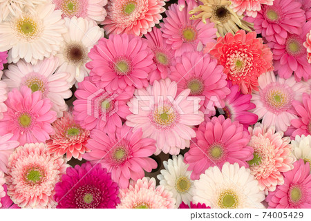 多彩的非洲菊 多彩的非洲菊 74005429
