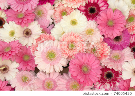 多彩的非洲菊 多彩的非洲菊 74005430