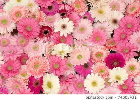 多彩的非洲菊 多彩的非洲菊 74005431