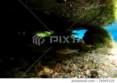 Fish hiding under the rock 74005529
