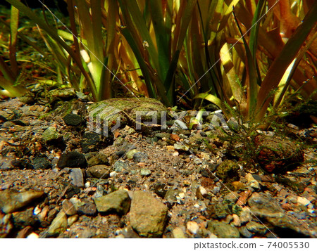 Aquatic plants and southern shrimp Aquatic plants and southern shrimp 74005530