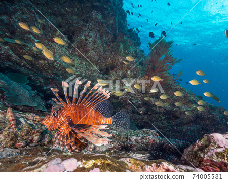 紅獅子魚和雀鯛群（緬甸梅爾吉群島） 74005581