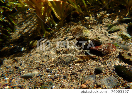 Aquatic plants and southern shrimp Aquatic plants and southern shrimp 74005597