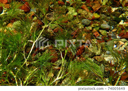 Minamiuma shrimp hidden in aquatic plants Minamiuma shrimp hidden in aquatic plants 74005649