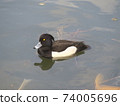 Migratory bird Tufted duck 74005696