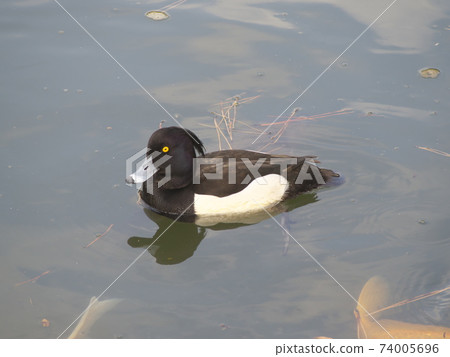 Migratory bird Tufted duck 74005696