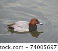 Migratory bird, common pochard 74005697