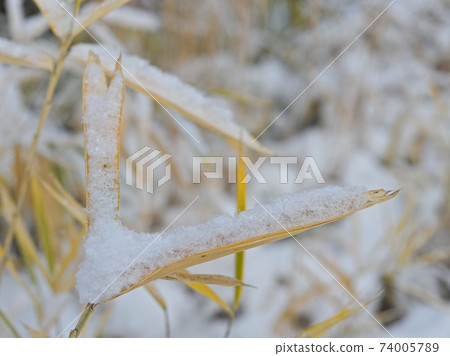 在枯草上的雪 74005789