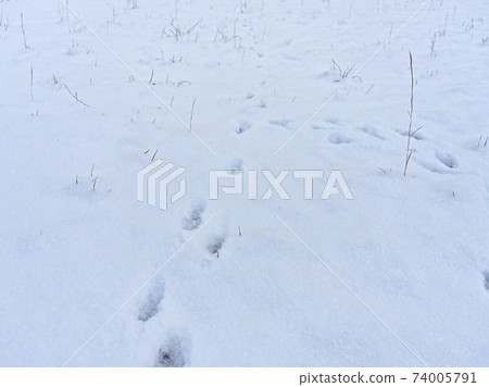在雪地上的動物腳印 74005791