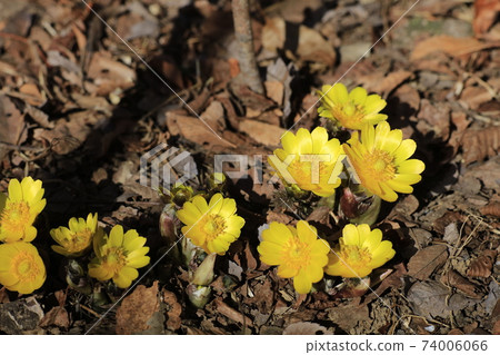 阿多尼斯 74006066