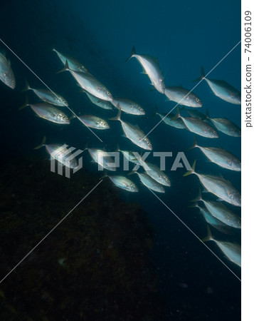 日落時分(緬甸梅爾吉群島)的斑馬鯖魚群 日落時分(緬甸梅爾吉群島)的斑馬鯖魚群 74006109