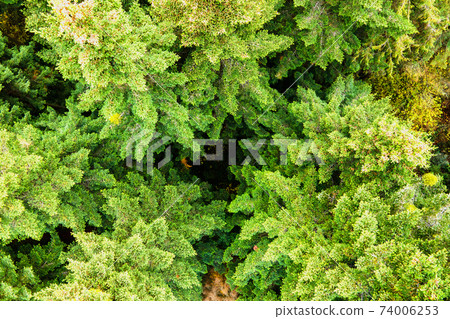 Aerial view of dense green pine forest with canopies of spruce trees and colorful lush foliage in autumn mountains. 74006253