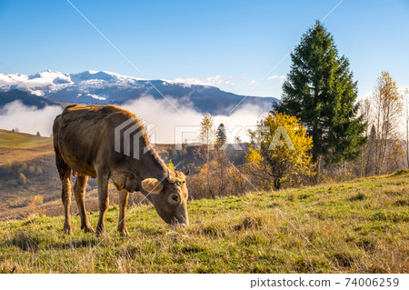 Farm cow grazing on alpine pasture meadow in summer mountains. Farm cow grazing on alpine pasture meadow in summer mountains. 74006259