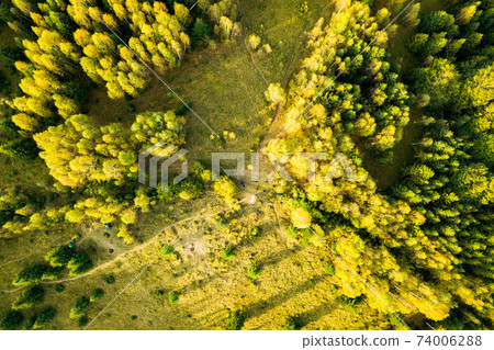 Top down aerial view of bright green spruce and yellow autumn trees in fall forest. Top down aerial view of bright green spruce and yellow autumn trees in fall forest. 74006288