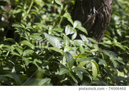 Creeping myrtle or dwarf periwinkle plants with shiny green leaves outdoors on sunny day. Ornamental gardening concept. Creeping myrtle or dwarf periwinkle plants with shiny green leaves outdoors on sunny day. Ornamental gardening concept. 74006468