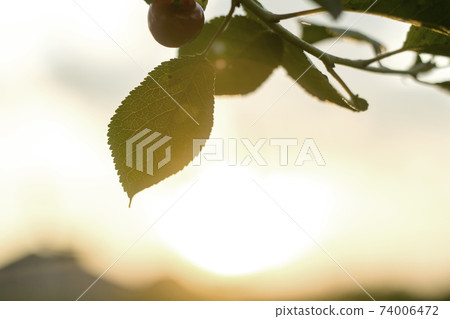 Close-up of tree brunch with big dark shiny green leaves on blurred misty background. Beauty of nature concept. Close-up of tree brunch with big dark shiny green leaves on blurred misty background. Beauty of nature concept. 74006472