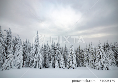 Moody winter landscape of spruce woods cowered with deep white snow in cold frozen highlands. Moody winter landscape of spruce woods cowered with deep white snow in cold frozen highlands. 74006479