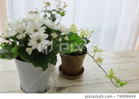 White flowers on the windowsill White flowers on the windowsill 74006649