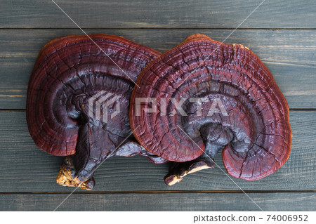 Ganoderma lucidum mushroom on wood table Ganoderma lucidum mushroom on wood table 74006952