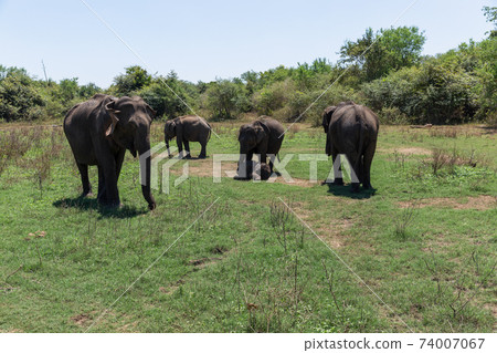 Close up of elephant family with a newborn baby elephant in a National Park of Sri Lanka 74007067