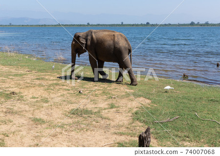 Close up of elephant in a Udawalawe National Park of Sri Lanka 74007068