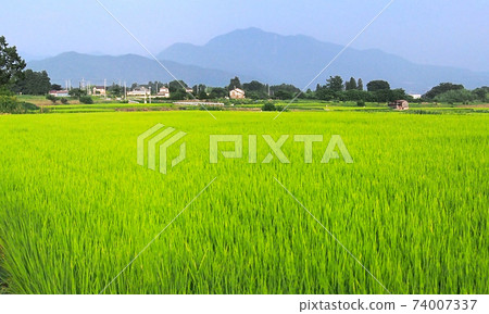 Satoyama and rice field scenery [Mt. Kaya, Yamanashi Prefecture] 74007337