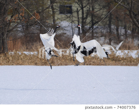 丹頂鶴求偶跳雪地 74007376