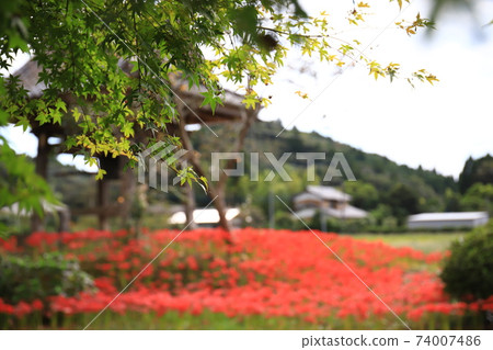 With cluster amaryllis 74007486