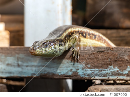 A small reptile live on the yard of the house between the old things and material, Thailand. A small reptile live on the yard of the house between the old things and material, Thailand. 74007990
