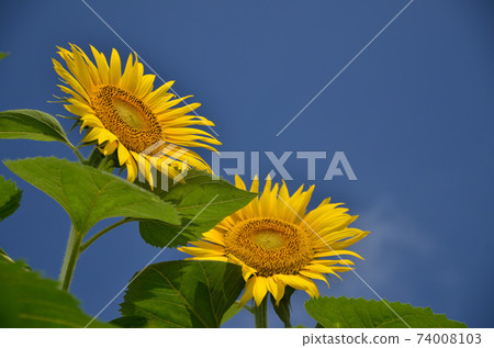 藍天和向日葵摩托車 74008103