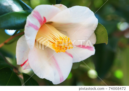 茶花盛開在公園裡 74008472