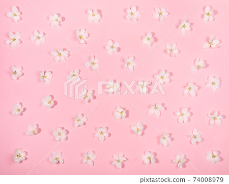 Festive floral background - pattern of white apple tree flowers laid out evenly on gentle pink backdrop. Holiday Mother's day, Valentine's Day, Wedding. Top view, flat lay. 74008979
