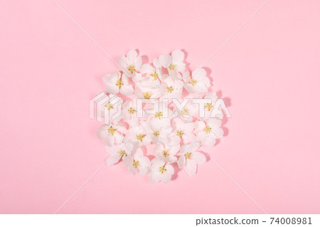 Festive backdrop with shape circle laid out of white apple tree flowers on gentle pink with copy space for text. Holiday Mother's day, Valentine's Day, Wedding concept. Top view, flat lay. Festive backdrop with shape circle laid out of white apple tree flowers on gentle pink with copy space for text. Holiday Mother's day, Valentine's Day, Wedding concept. Top view, flat lay. 74008981