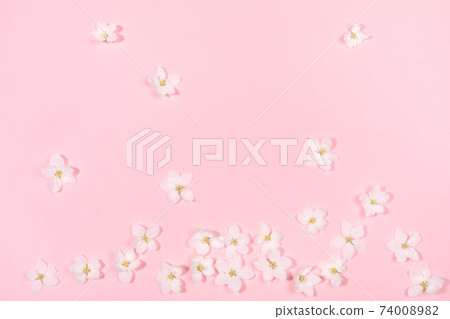 Floral gentle background made of white apple tree flowers laid out chaotic on pink backdrop. Holiday Mother's day, Valentine's Day, Wedding celebration. Top view, flat lay. Floral gentle background made of white apple tree flowers laid out chaotic on pink backdrop. Holiday Mother's day, Valentine's Day, Wedding celebration. Top view, flat lay. 74008982