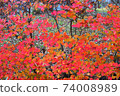 城市公園的紅葉植物 74008989