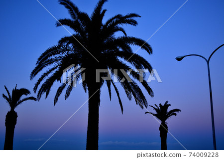 Palm trees and dusk sky 74009228