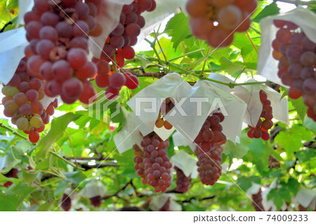 Grape picking Grape picking 74009233