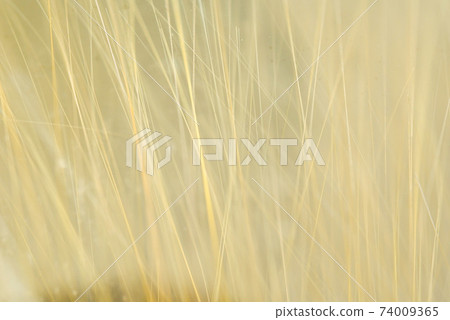 能量石金紅石石英天然石 74009365