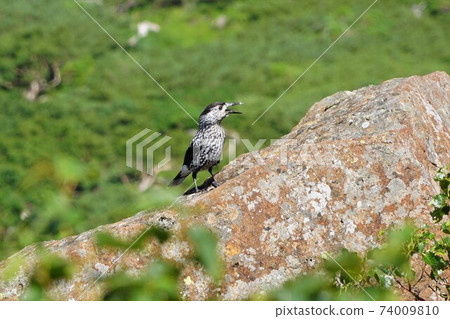 Spotted nutcracker of Mt. Chausu Spotted nutcracker of Mt. Chausu 74009810