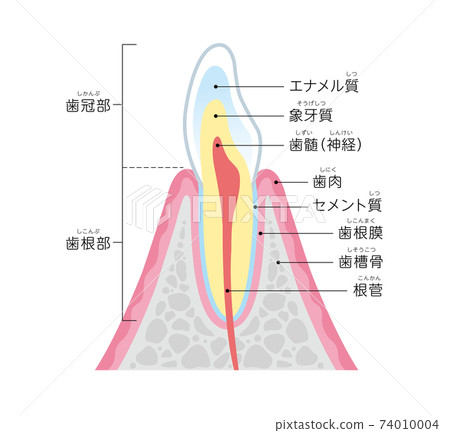 Cross-sectional view of teeth Illustration 74010004