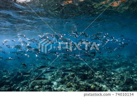 School of tuna fish in tropical blue ocean School of tuna fish in tropical blue ocean 74010134